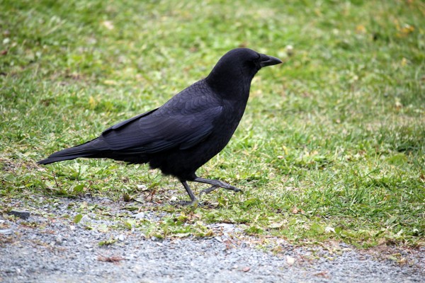 Birds