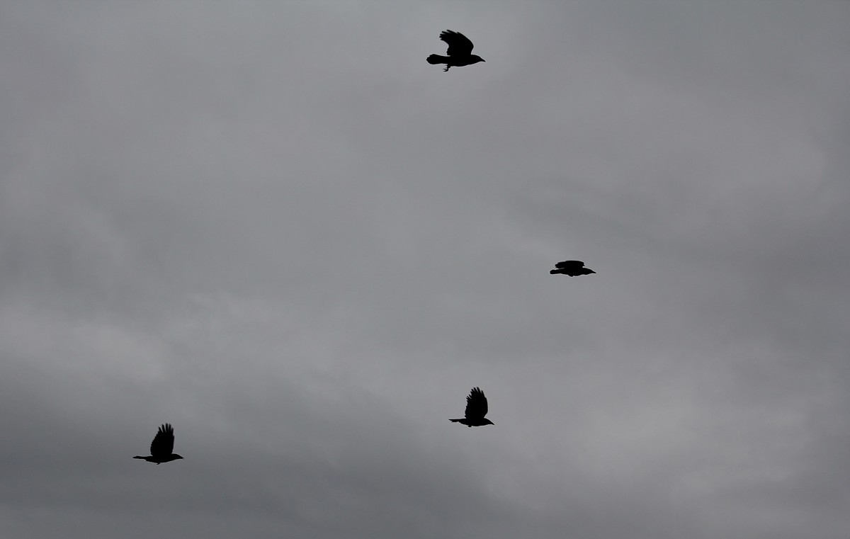 American crow