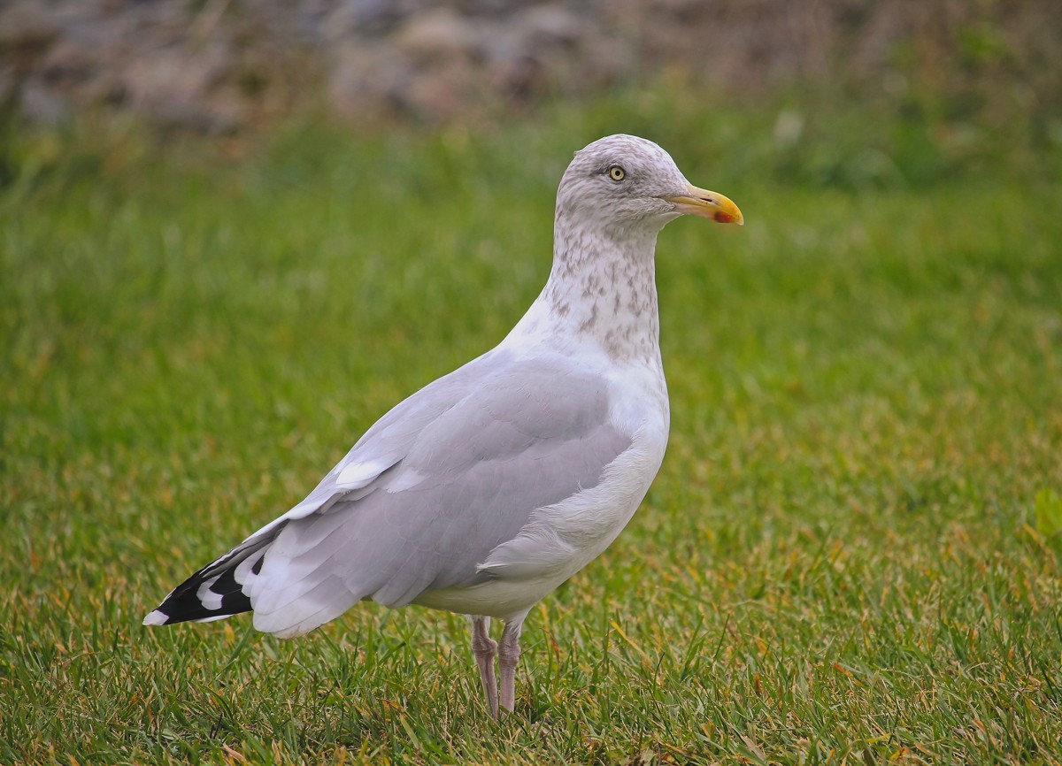 Herring gull