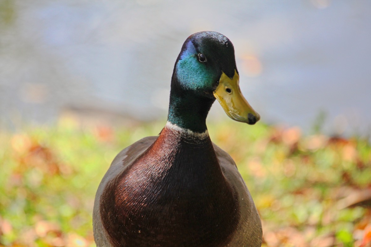 Mallard