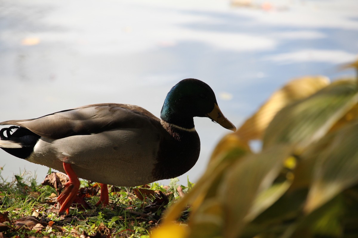 Mallard