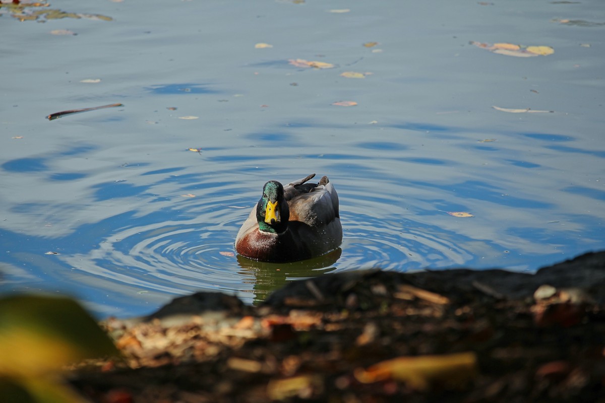Mallard