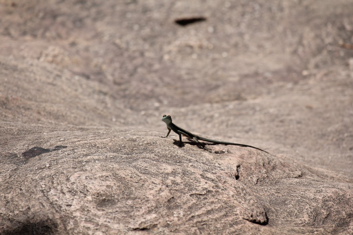 Lizard