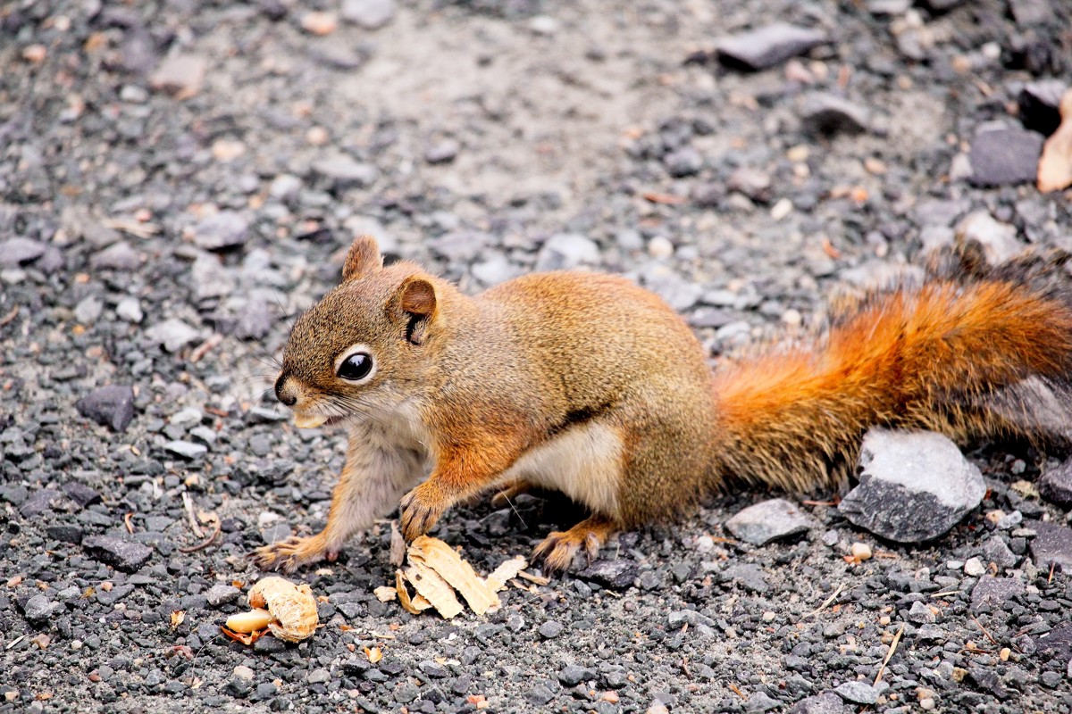American red squirrel