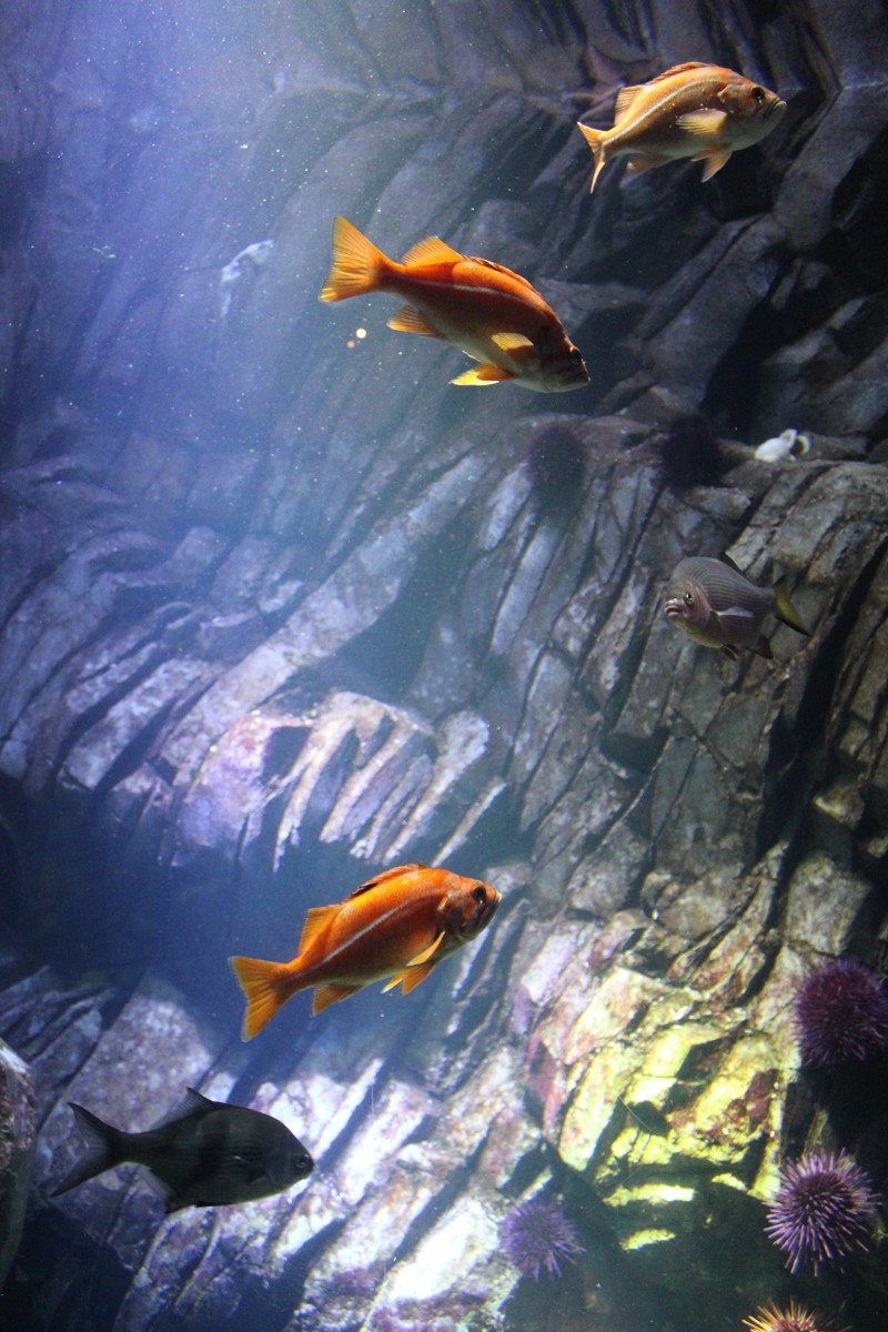 Reef fish, in the aquarium
