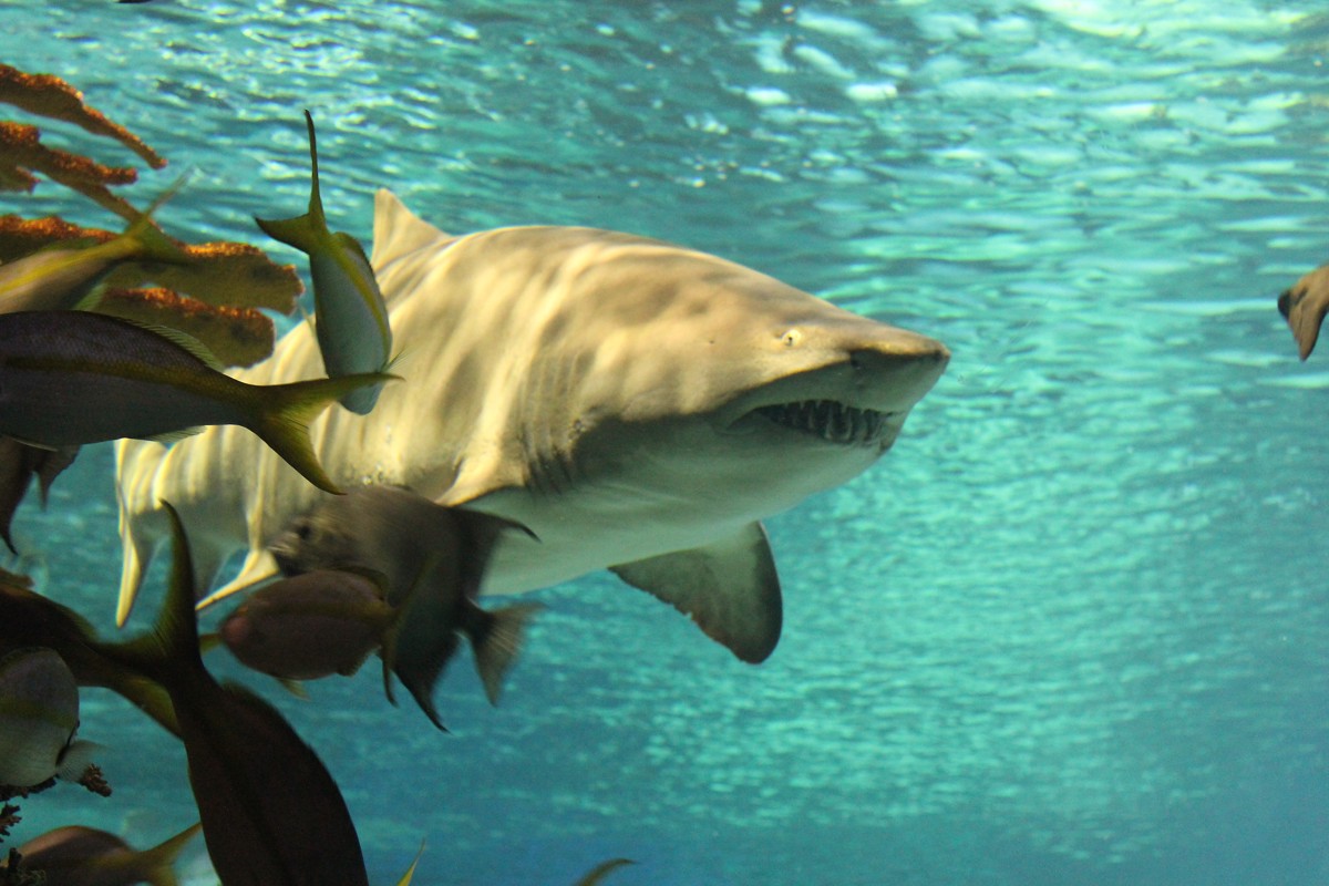 Sand tiger shark