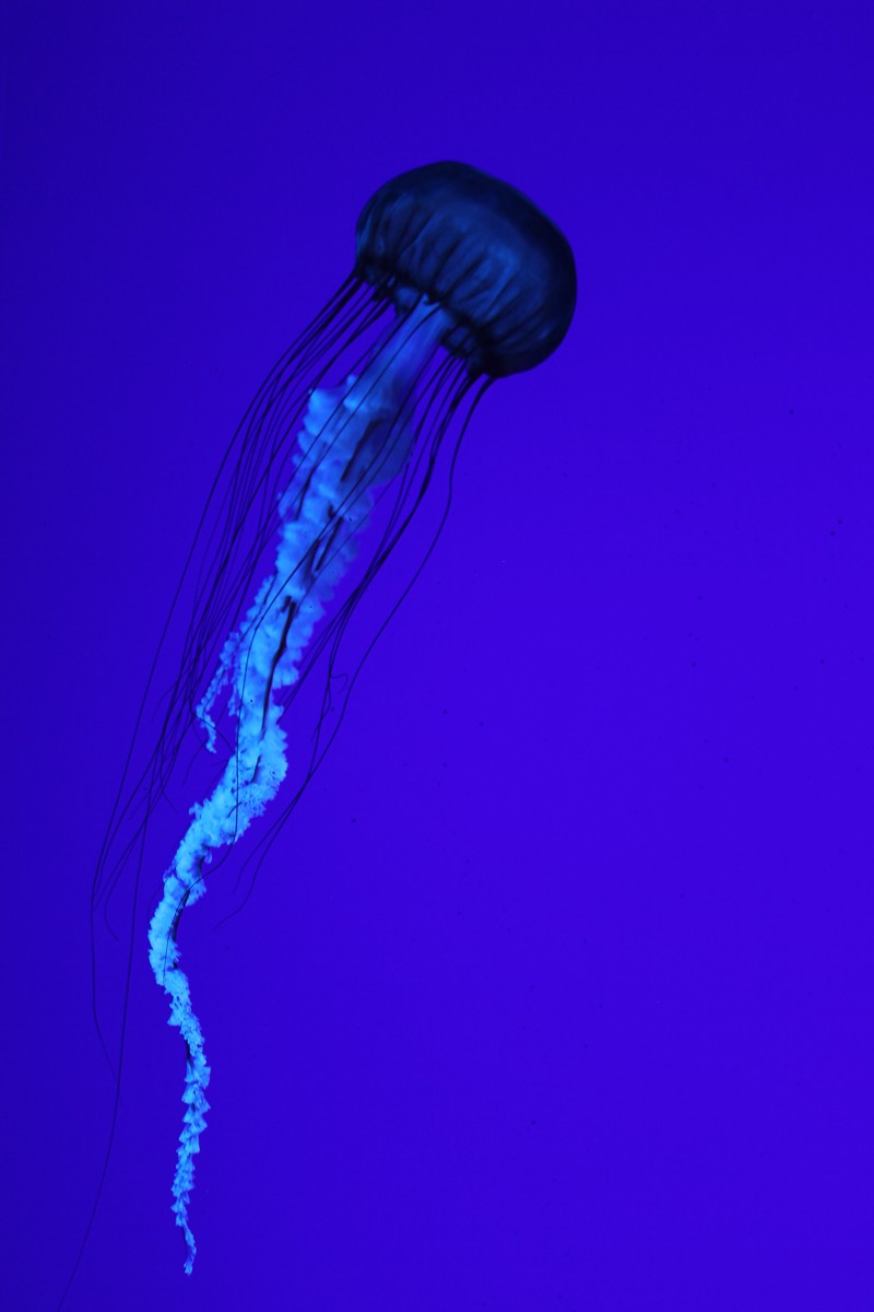 Pacific sea nettle
