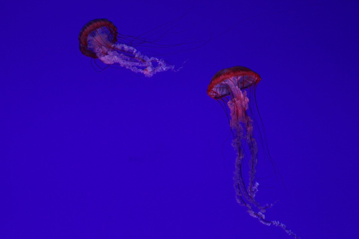 Pacific sea nettle
