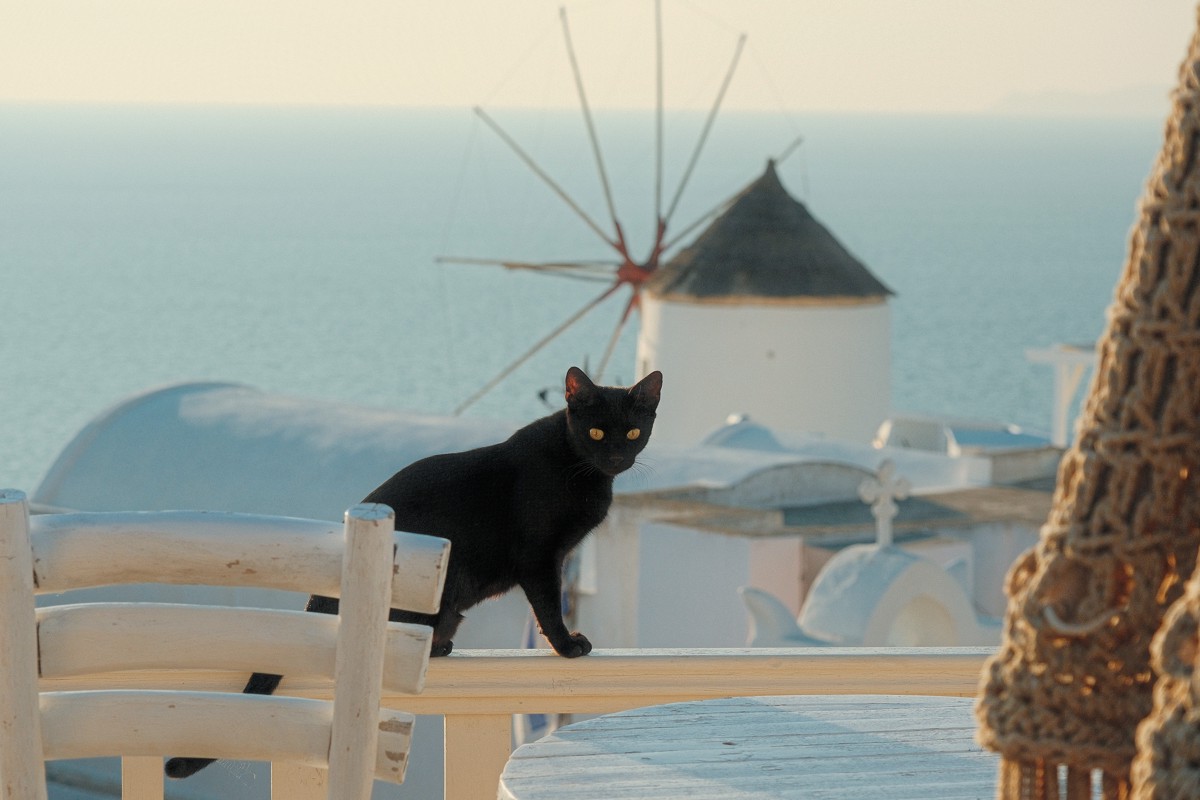 Cats of Santorini