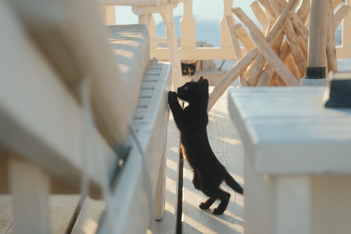 Cats of Santorini