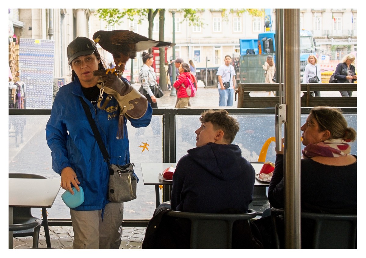 A falconer keeping pigeons away from Mercado do Bolhão.