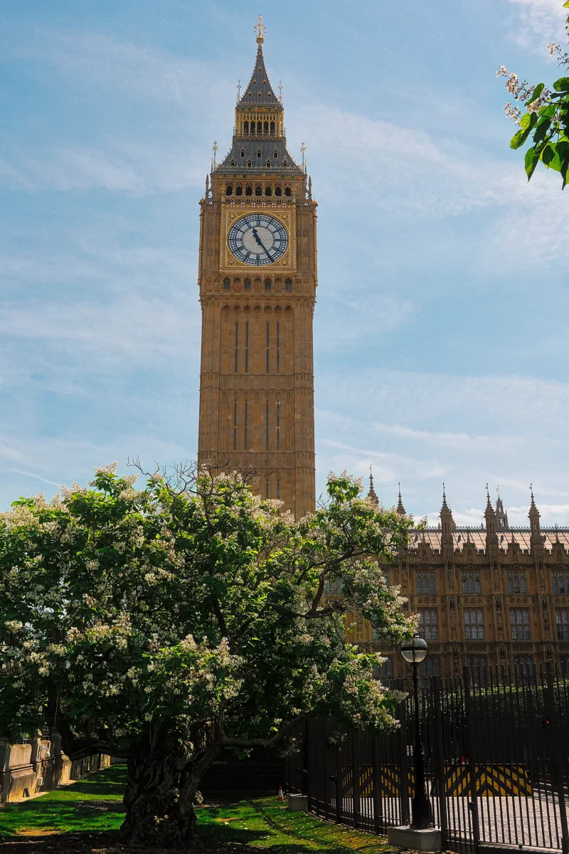 Elizabeth Tower, home of Big Ben, rises above the trees and railings of Westminster.