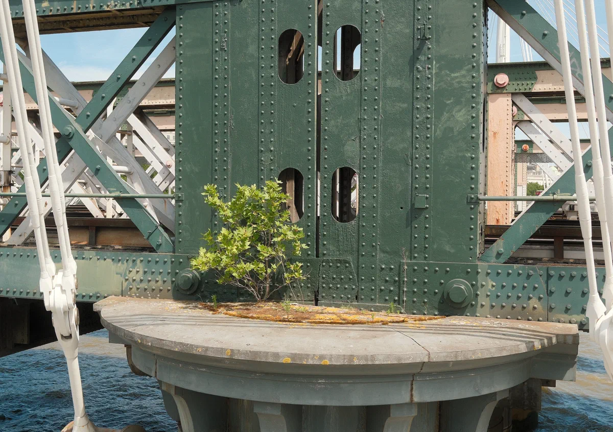 A small tree takes root on a pier of the Hungerford railway bridge.